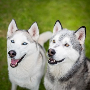 Alex Pallett Buninyong Ballarat Pet Photography